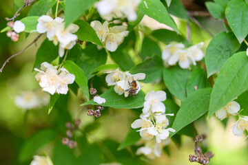 Delicate White Flowers Adorned with Lush Green Leaves and Accompanied by a Busy Bee