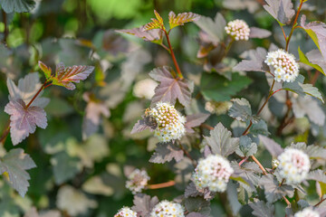 A Beautiful Blossoming Shrub Featuring Unique Leaves and Colorful Flowers for Gardens