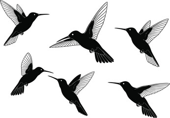 Hummingbird silhouette vector illustration with multiple flying birds, detailed wings, tropical wildlife art design, 
