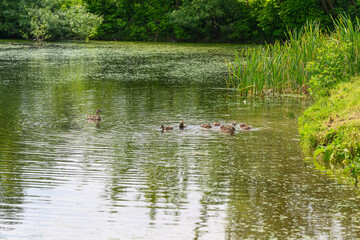 A Beautiful, Tranquil Natural Scene Featuring Ducks Swimming in a Calm and Serene Pond