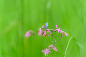A Beautiful Butterfly Sitting Gracefully on a Lovely Pink Flower in a Lush Green Field