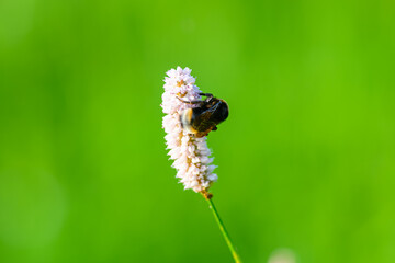 A Beautiful Bee Pollinating a Flower Set Against a Vibrant Green Background in Nature