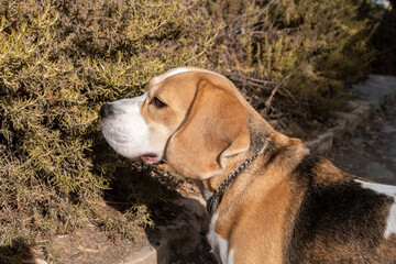 A curious beagle dog sniffs around fragrant shrubs in a garden on a sunny day. The dog attentive nature shows its interest in the surroundings and scents nearby.
