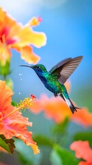 Obraz premium A vibrant hummingbird hovers near blooming orange hibiscus. The bird's iridescent blue-green feathers shimmer against a bright blue sky