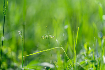 Lush and Beautiful Green Grass Dotted with Tiny Dewdrops Glimmering in the Morning Light
