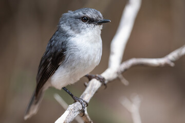 White-breasted robin (Eopsaltria georgiana), Albany, Western Australia