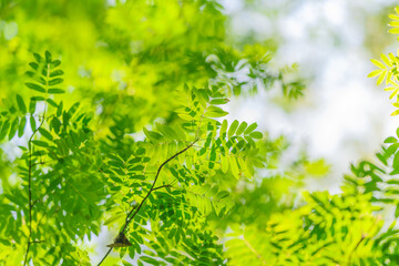 Vibrant Green Leaves Captured Beautifully in Natural Light, Showcasing Natures Splendor