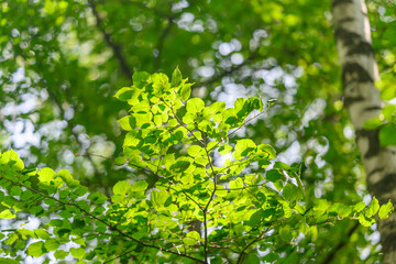 Lush and Vibrant Green Leaves Bathed in Sunlight Within a Tranquil and Serene Forest