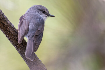 White-breasted robin (Eopsaltria georgiana), Albany, Western Australia