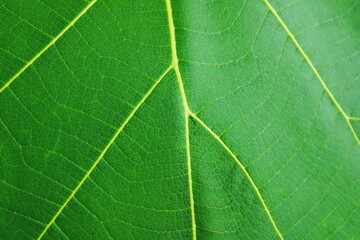 Macro Texture of Fresh Green Teak Leaf Veins