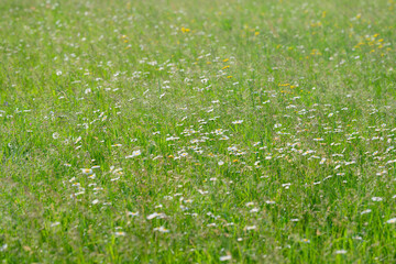 A Stunningly Vibrant Meadow Filled with Colorful Wildflowers in Lush Green Grassland