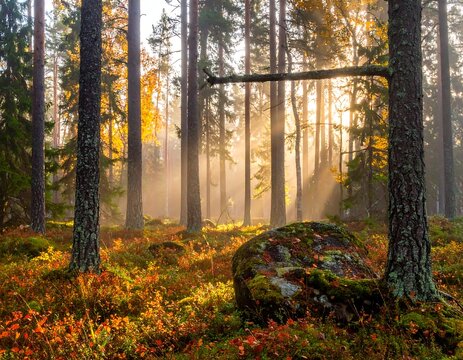 Forest scene bathed in golden light. Mist, trees, foliage and a large boulder