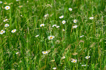 Fototapeta premium A vast Lush Green Meadow adorned with vibrant Wildflowers in full Bloom showcasing natures beauty
