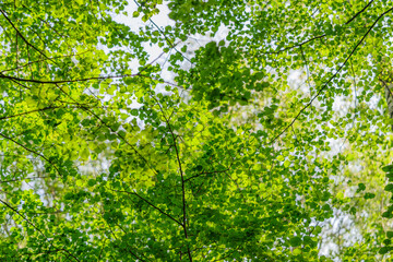 A Lush and Vibrant Green Canopy Adorned with Sunlit and Shimmering Leaves Above You