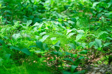 Immerse in the lush greenery of a forest rich in biodiversity and stunning beauty