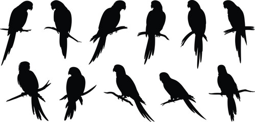 Parrot silhouettes collection on branches, tropical bird vector illustration, exotic wildlife black shapes for tattoo, logo, art, design, print, and decoration