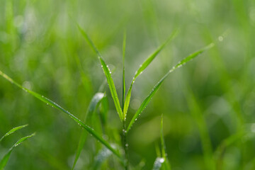 CloseUp of Dewy Green Grass in Morning Light, Showcasing Its Natural Beauty and Colors