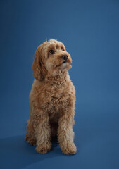 A Labradoodle with curly fur sits and looks up, set against a blue background.