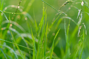A Vibrant and Lush Green Grass Covered with Dew Drops in a Natural Serene Setting