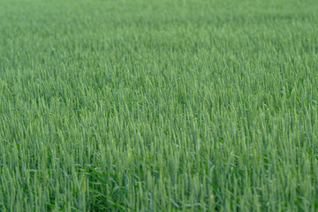 A Beautiful Lush Green Wheat Field Beneath a Clear Blue Sky Filled with Brightness