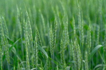 Vibrant and Lush Green Wheat Field Embracing the Early Growth Stage of Crops and Flora,