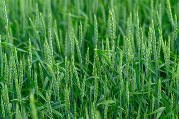 A Vibrant Green Wheat Field Filled with Sprouting Grains Ready for Growth and Harvesting