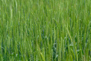 A Lush and Expansive Green Field of Wheat Flourishing Under Bright and Warm Sunlight