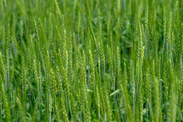 A Beautiful and Lush Green Wheat Field Thriving in Full Bloom During a Gorgeous Summer Season