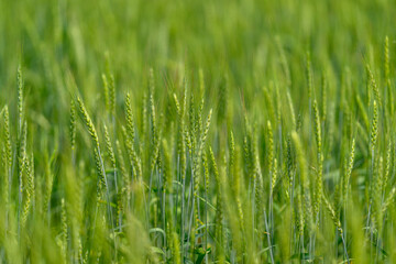 A stunningly beautiful lush green wheat field illuminated by gentle soft natural light
