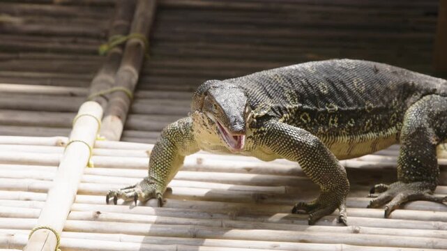 Slow motion close up of exotic water monitor lizard flicking tongue symbolizing wild reptile, dangerous predator, jungle survival, eco tourism adventure, biodiversity research and wildlife science