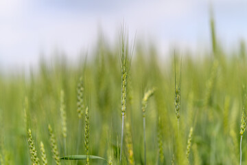 Lush Green Grains Flourishing in a Beautiful Field Beneath a Clear and Bright Blue Sky