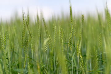 A Lush and Vibrant Green Wheat Field Spread Out Under Bright Sunshine on a Beautiful Day