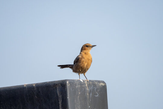 Brown Rock Chat perched on a water tank, showing its warm brown plumage and alert posture. A common South Asian passerine bird captured in its natural rocky habitat