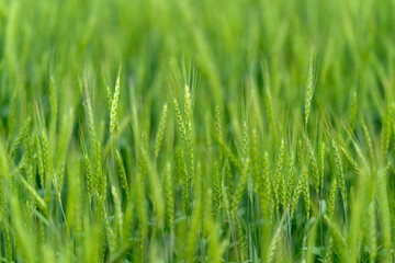 A Lush Green Field Full of Growing Crops, Rich with Life and an Abundance of Natures Beauty