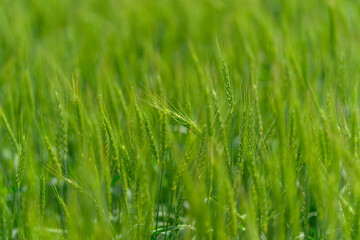 This is a beautiful, lush green wheat field that is completely ready for the harvest