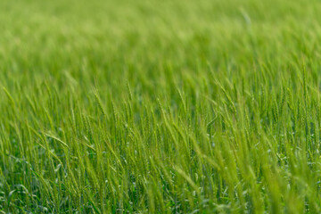 A Lush and Vibrant Green Grass Field Adorned with Dew Drops in the Early Morning Light