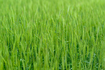 A beautifully Lush Green Grass Field Captured in the Warm Embrace of Natural Light
