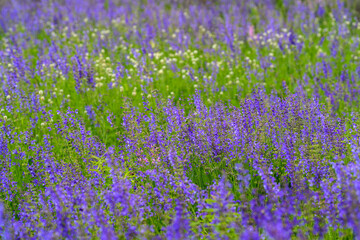 Naklejka premium A Beautiful, Vibrant Purple Flower Field Stretching Out Under a Bright Green Grass Carpet