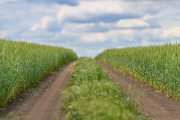 A scenic rural pathway winds its way through lush green fields beneath a beautiful cloudy sky