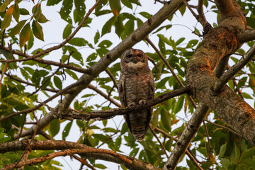 Obraz premium Mottled Wood-Owl perched quietly on a tree branch, showing its striking mottled plumage, deep orange facial disk, and large dark eyes. A rare and elusive forest owl species captured in natural habitat