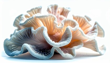 A detailed, close-up view of a cluster of delicate oyster mushrooms, showcasing their ruffled edges and translucent gills illuminated by soft light.
