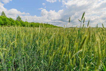 A Stunning Lush Green Wheat Field Greatly Under a Bright and Radiant Clear Blue Sky