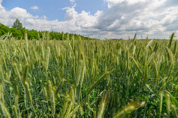 A vast green wheat field lies beautifully under a bright blue sky with fluffy white clouds