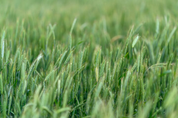Lush, vibrant Green Fields filled with the Abundance of Growing Crops and Vegetation