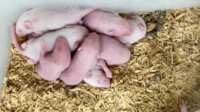 A group of newborn mice in a bedding