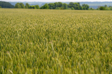 A Beautiful and Vibrant Wheat Field Under a Bright and Clear Sky Full of Sunshine and Light