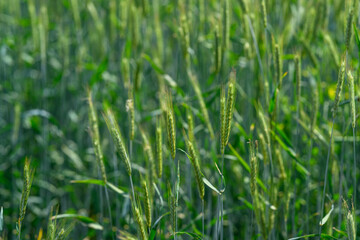 Obraz premium A lush green wheat field thrives beautifully under bright sunlight in a clear blue sky