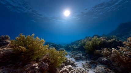 Naklejka premium Bright sunbeams pierce the clear blue ocean s surface illuminating a diverse underwater reef ecosystem teeming with seaweed and rocky formations