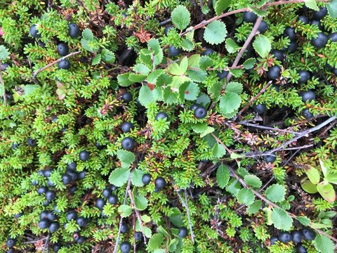 Top-down close-up of Arctic berry crowberry (shiksha) growing in lush green tundra vegetation on the Kola Peninsula, Russian Arctic, in August.