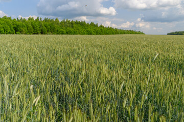 A Vast and Lush Green Wheat Field Elegantly Stretching Out Underneath a Beautiful Cloudy Sky Above